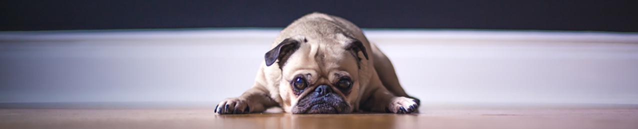 gravierte Hundemarke Fass