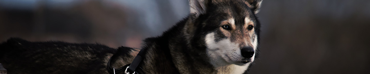 gravierte Hundemarke Pfote