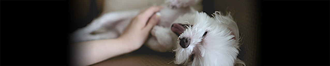 gravierte Hundemarke Stern